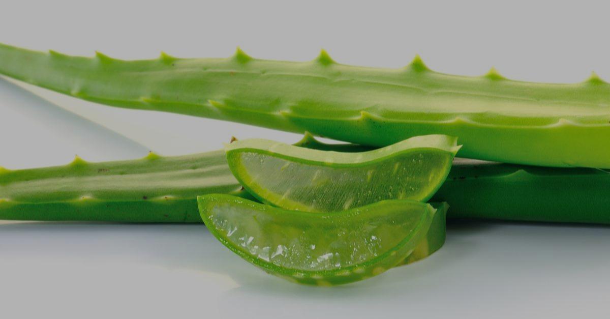 shutterstock_109881932-modified image Warum Aloe Vera?